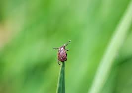 Do ticks die when you put them in the washer?